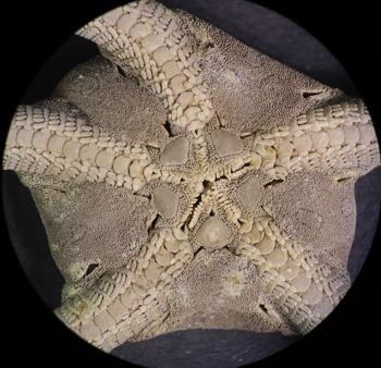 Media type: image; Invertebrate Zoology OPH-6152